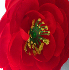 人工的なのどの絹の実質の接触直径 10cm の茶ローズの頭状花